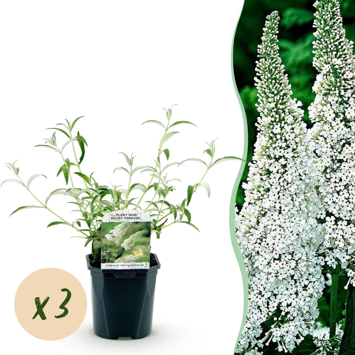 La Green Touch - Garden Plant - Buddleja davidii White Profusion - Butterfly Bush - Hardy - White - 3 Plants - 17cm Pot - 45cm Height