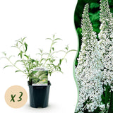 La Green Touch - Garden Plant - Buddleja davidii White Profusion - Butterfly Bush - Hardy - White - 3 Plants - 17cm Pot - 45cm Height