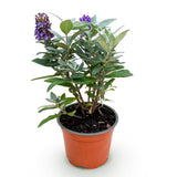 Green Boutique - Garden Plant - Buddleja davidii Butterfly Candy Little Lilac - Butterfly Bush - Compact - Lilac - 1 Plant - 12cm Pot - Height 20-25cm