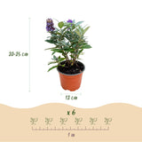 Green Boutique - Garden Plant - Buddleja davidii Butterfly Candy Little Lilac - Butterfly Bush - Compact - Lilac - 1 Plant - 12cm Pot - Height 20-25cm
