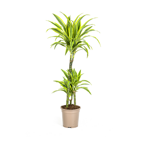 Dracaena Lemon Lime
