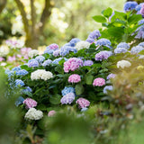 Endless Summer Hydrangea - Garden Plant - Blue, Pink & White Hortensia - Winter-Hardy - 3 Plants - 14cm Pots - 20-25cm Height