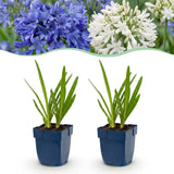 Agapanthes en duo bleu et blanc - H 15-25 cm, pot Ø11 cm