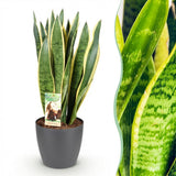 Sansevieria Laurentii – Langue de belle-mère | Grande taille, Pot 21 cm