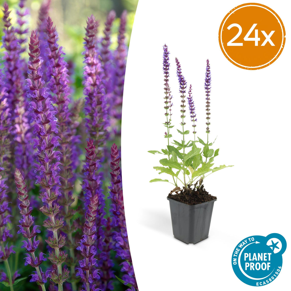 Sauge des bois Ostfriesland en godet - Salvia nemorosa - H 10-25 cm, pot Ø9 cm
