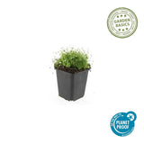 Sagine subulée en godet - Sagina subulata - H 10-25 cm, pot Ø9 cm - photo 2