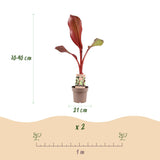 Bananier rouge d'Abyssinie Maurelii - H 70-90 cm, pot Ø21 cm
