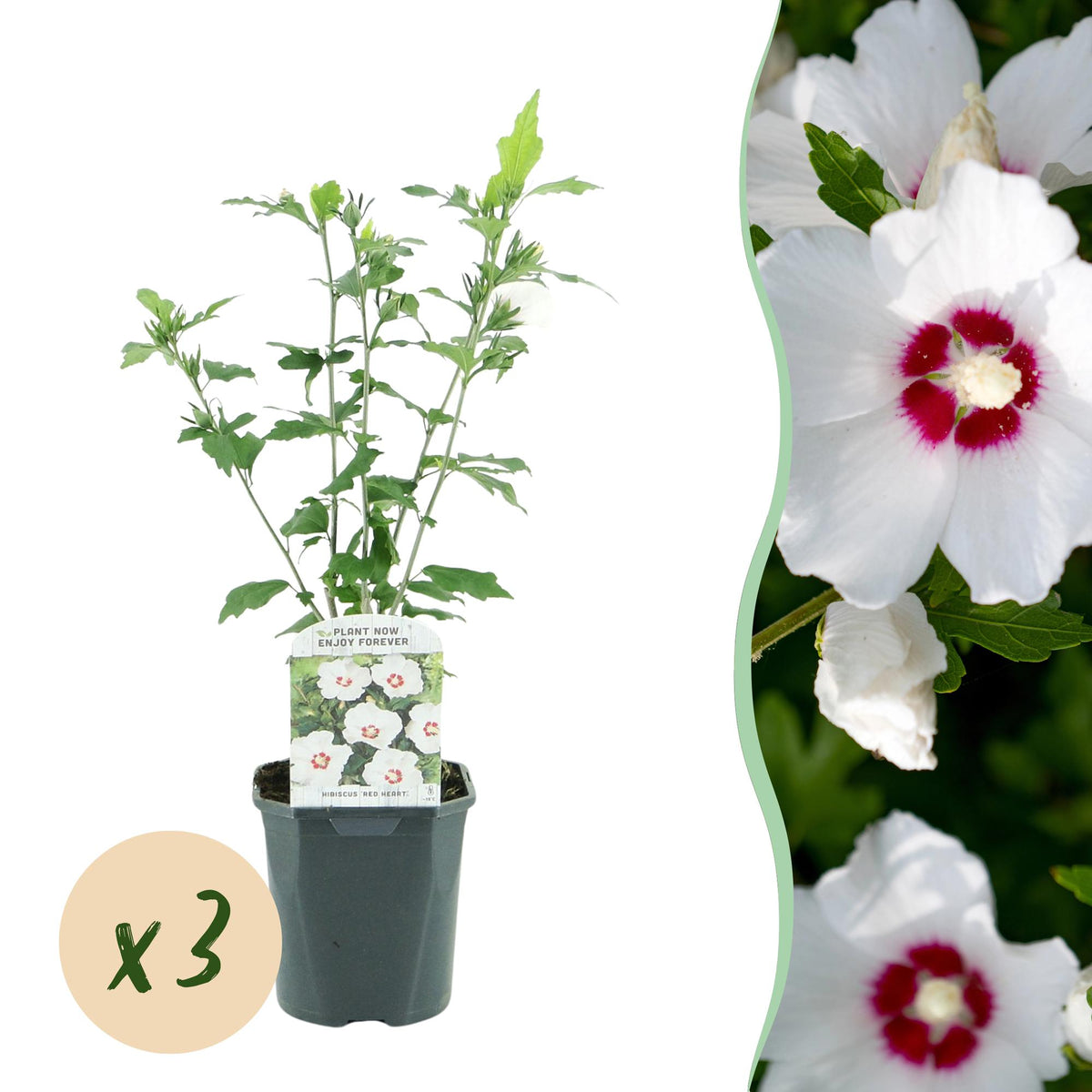 Red Heart Hibiscus syriacus - Hardy Garden Hibiscus Shrub - White & Red Flowering Plant - 3 Plants - 17cm Pot - 45cm Height