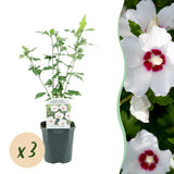 Red Heart Hibiscus syriacus - Hardy Garden Hibiscus Shrub - White & Red Flowering Plant - 3 Plants - 17cm Pot - 45cm Height