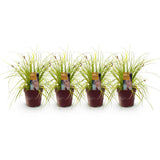Green boutiQ - Siergrassen -  Carex oshimensis Everillo - Geel - 4 Planten - Bladhoudend - Weinig Onderhoud - Pot 17cm Hoogte 50cm