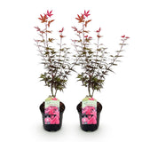 Green boutiQ - Terrasplant - Japanse Esdoorn - Acer palmatum Skeetsers Broom - Paars - 2 Planten - Bladverliezend - Pot 19cm Hoogte 70cm