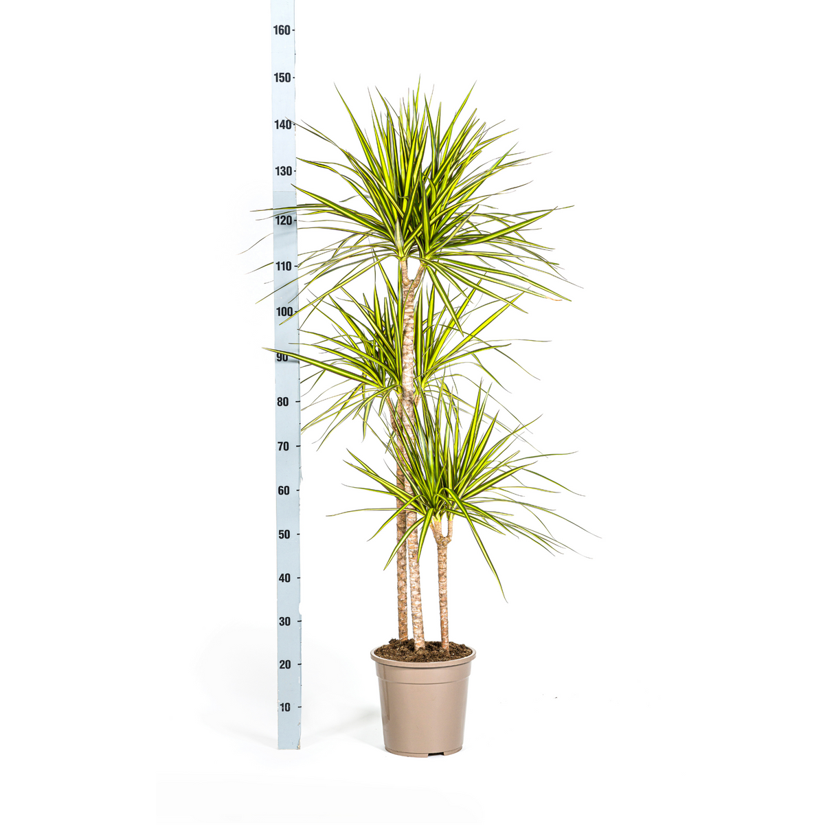 Dracaena Marginata Sunray