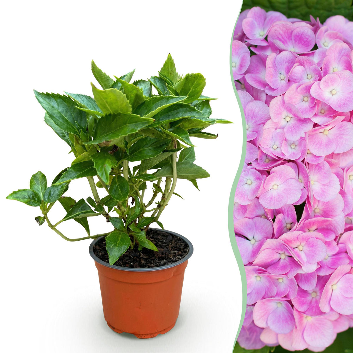 Hortensia rose - Hydrangea macrophylla - H 20-30 cm, pot Ø12 cm