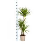 Dracaena Marginata Verte avec cache-pot