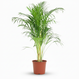 Areca Dypsis – Palmier dorés d'intérieur | Pot 21 cm, Hauteur 90 cm