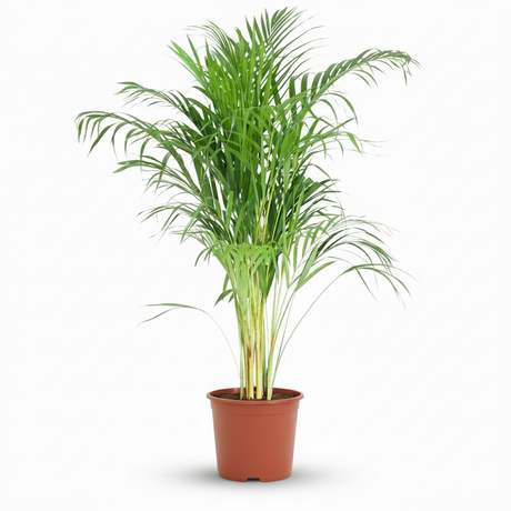 Areca Dypsis – Palmier dorés d'intérieur | Pot 21 cm, Hauteur 90 cm