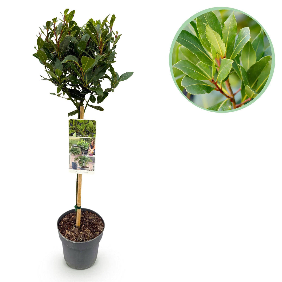 Green boutiQ - Tuinplant - Laurus nobilis - Plant op stam - Terras Plant - Bladhoudend - Weinig Onderhoud - Pot 19cm Hoogte 90cm