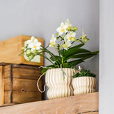 Orchidée Phalaenopsis jaune Botanic Yellow avec cache-pot Horizon jaune - H 30 cm, pot Ø9 cm