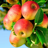 Green boutiQ - Fruitplant - Appelboom - Malus domestica Jonagold - Geel groene Appel - Pot 21cm Hoogte 90cm