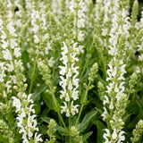 Sauge des bois blanche Schneehügel - H 15-25 cm, pot Ø11 cm