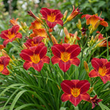 Hémérocalle Autumn Red - Lis d'un jour rouge tardif - H 15-25 cm, pot Ø11 cm