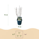 Green boutiQ - Heesters -  Deutzia Gracilis - Bloem Wit - 1 Plant - Bladverliezend - Weinig Onderhoud - Pot 17cm Hoogte 45cm