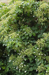 Hortensia grimpant - Hydrangea petiolaris - H 65 cm, pot Ø15 cm