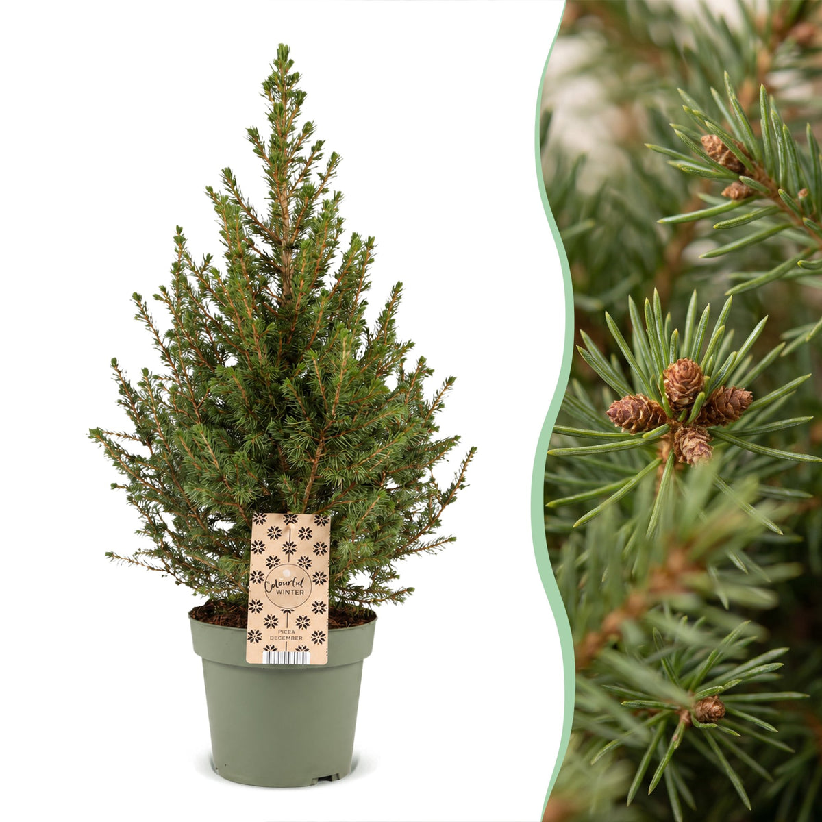 Épicéa nain de l'Alberta Conica - Sapin de Noël vivant