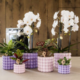 Orchidées Phalaenopsis blanches Niagara Fall White- pot Ø12 cm - photo 2