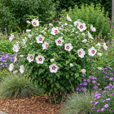 Green Bouquet - Garden Plant - Hibiscus syriacus Hamabo - Garden Hibiscus - Winter Hardy - White - Pink - 3 Plants - 17cm Pot - Height 45cm