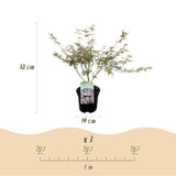 Green boutiQ - Terrasplant - Japanse Esdoorn - Acer palmatum Iyoshi - Roze - 2 Planten - Bladverliezend - Pot 19cm Hoogte 70cm