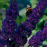 Green boutiQ - Garden Plant - Buddleja davidii Black Night - Butterfly Bush - Winter Hardy - Purple - 3 Plants - 17cm Pot - Height 45cm