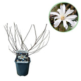 Green boutiQ - Heesters -  Magnolia Stellata  - Bloem Wit  - 1 Plant - Bladverliezend - Weinig Onderhoud - Pot 17cm Hoogte 45cm