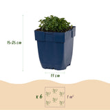 Campanule des murailles - H 15-25 cm, pot Ø11 cm