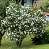 Red Heart Hibiscus syriacus - Hardy Garden Hibiscus Shrub - White & Red Flowering Plant - 3 Plants - 17cm Pot - 45cm Height