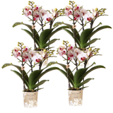 Orchidées Phalaenopsis blanches Mineral Gibraltar - lot de 4 - pot Ø9 cm