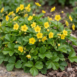 Faux-fraisier - Waldsteinia ternata - H 15-25 cm, pot Ø11 cm - photo 5