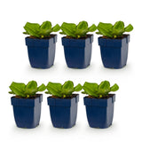 Bergénia - Bergenia cordifolia - H 15-25 cm, pot Ø11 cm - photo 2