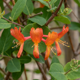 Chèvrefeuille Dropmore Scarlet - Lonicera × brownii - H 35 cm, pot Ø9 cm - photo 3