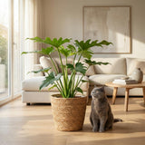 Philodendron Lacerum | Pot 19 cm