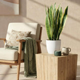 Sansevieria Laurentii – Langue de belle-mère | Grande taille, Pot 21 cm