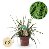 Carex Intense Green - H 50 cm, pot Ø17 cm