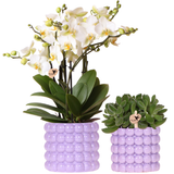 Set orchidée Lausanne blanche et plante verte - cache-pots Poppy violet - pots Ø9 et 12 cm