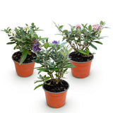Green Boutiق - Garden Plant - Buddleja davidii Butterfly Candy Little Tricolour - Butterfly Bush - Compact - Pink-White-Purple - 3 Plants - 12cm Pot - Height 20-25cm