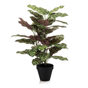 Calathea Makoyana en Pot plante artificielle