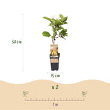 Green boutiQ - Fruitplant - Groene & Gele Kiwi - Actinidia deliciosa Jenny & Golden Kiwi  - 2 planten  - Pot 15cm Hoogte 50cm