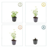 Agastache Black Adder en godet - Agastache hybride - H 10-25 cm, pot Ø9 cm - photo 3