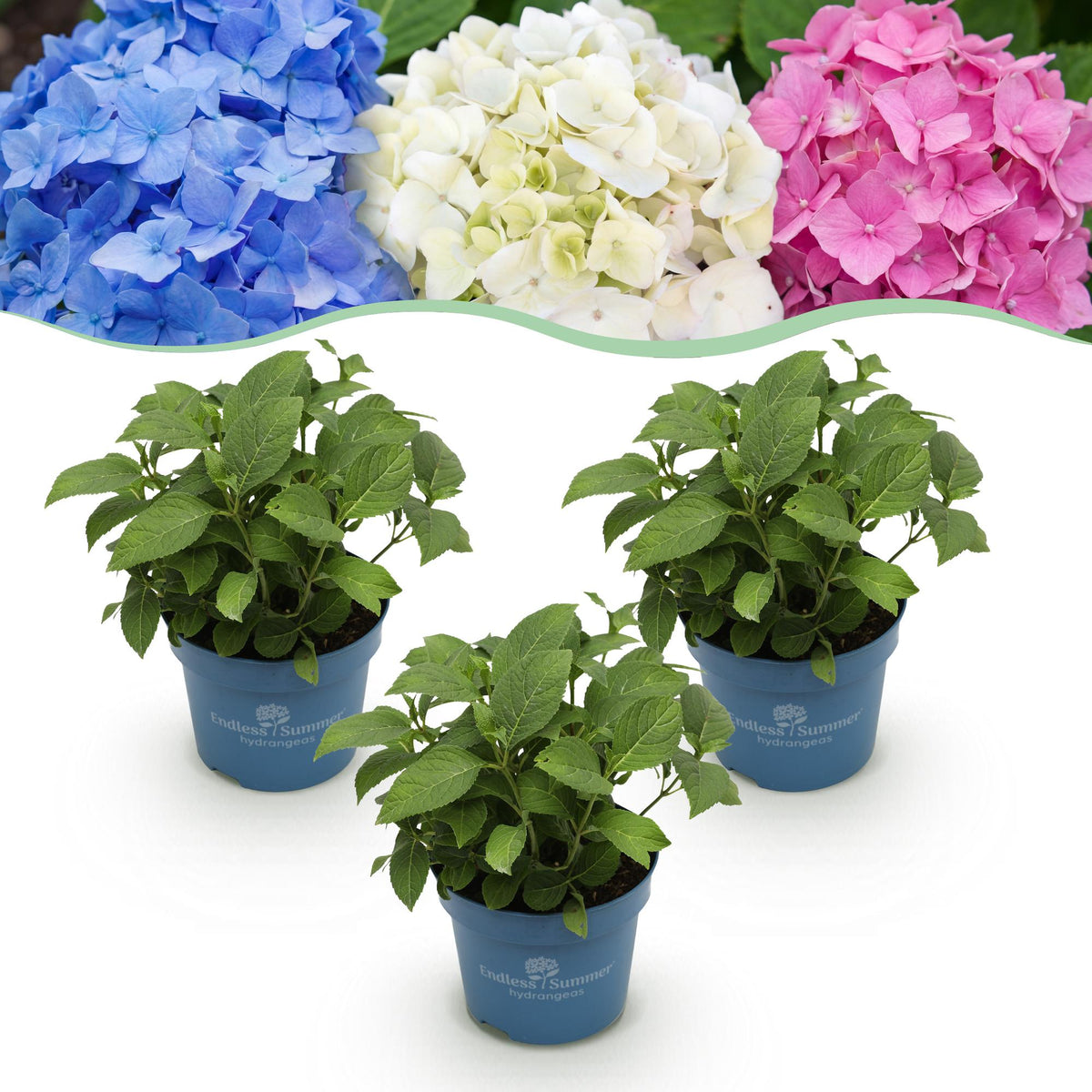 Endless Summer Hydrangea - Garden Plant - Blue, Pink & White Hortensia - Winter-Hardy - 3 Plants - 14cm Pots - 20-25cm Height