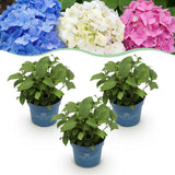 Endless Summer Hydrangea - Garden Plant - Blue, Pink & White Hortensia - Winter-Hardy - 3 Plants - 14cm Pots - 20-25cm Height