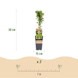 Groseillier à maquereau Hinnonmäki vert - 2 plants - H 50 cm, pot Ø15 cm